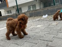 Toy poodle dişi yavrumuz
