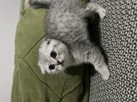 3 Aylık yavru dişi scottish fold
