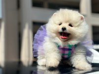 Show kalite pomeranian boo yavrularımız