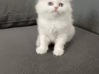 Süt Beyaz British Longhair