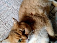 Golden ny25 british shorthair