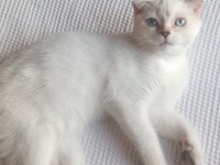 Scottish fold 30 mayıs doğumlu