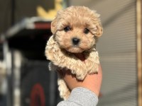 AŞILI KARNELİ TÜY DÖKMEYEN MALTİPOO BEBEKLERİMİZ
