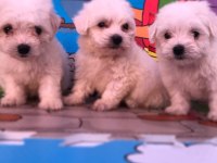 Orijinal Sıfır Numara Maltese Köpeklerimiz