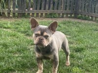 10 Aylık french bulldog ücretsiz