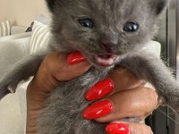Yavru Scottish Fold