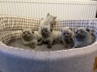 40 GÜNLÜK BEBEK KEDİLER YENİ YUVASINI ARIYOR