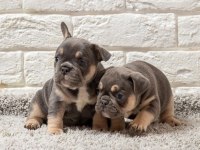 FRENCH BULLDOG YAVRULARI