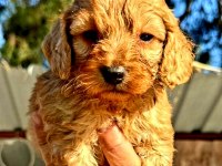 Maltipoo yavrularımda son nokta