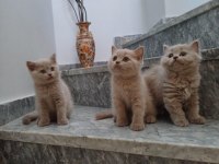 sağlıklı eğitimli british shorthair safkan yavru