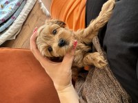 Kore kan maltipoo teacup bebeklerim
