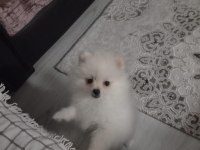 5 aylık pomeranian Boo