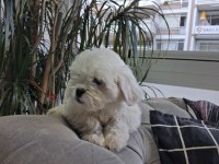 Sıfır Numara Kısa Bacak Terrier
