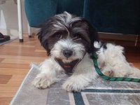 3 aylık maltese terrier