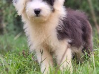 Trde nadir ırklardan bobtail yavrularımız