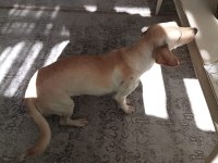 Ücretsiz melez büyümeyen köpeğimiz