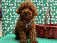 Orjinal Toy Poodle Yavrularımız