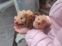 Peruvan yavrularım guinea pig