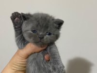 KEDİLERİMİZ YENİ YUVALARINI ARIYORLAR