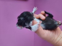 Safkan sheltie ginepig yavrumuz