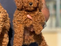 Petmode köpek çiftliğinde ziyarete açık toy poodle