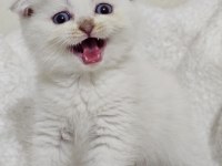 KEDİMİZİ EVİMİZDE GELİP GÖRÜP BEĞENİP ALIN YADA GETİRELİM