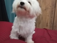 Maltese Terrier 1 Yaşında Erkek