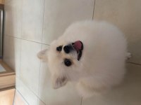 Pomeranian Boo Ayıcık Surat 8 Aylık Erkek