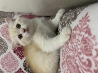 Erkek Scottish fold