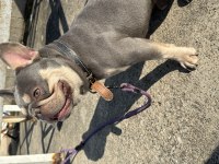 LİLAC TAN QUAD ERKEK FRENCH BULLDOG