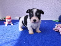 Anne Baba Orjinal Gerçek Morkie Yavrular