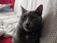 1 yaşında british shorthair