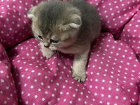 Ankara kaliteli british shorthair bebekler