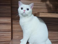 7 AYLIK göz british shorthair bebeğimiz
