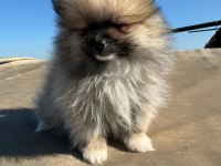 Pomeranian 2 aylık yavrular