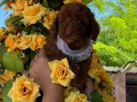 Toy poodle yavru köpeklerimiz
