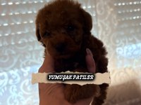 Red Brown Poodle