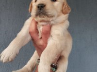 Baby face golden retriever yavrular