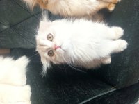 Dişi scottish fold longhair 3.5 aylık