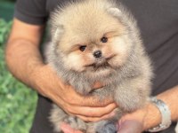 Orijinal Pomeranian Boo Teddy Face