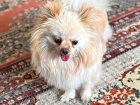 2 Yaşında Dişi Pomeranian Doğum Tecrübeli