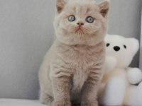 En Özel Lilac British Shorthair