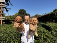 Toy Poodle Yavrularımız