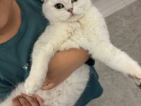 Scottish fold dişi