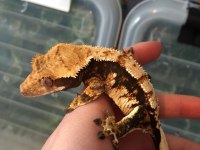 SAĞLIKLI VE KALİTELİ CRESTED GECKOLAR