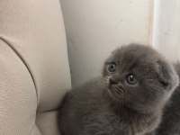 Black cat scottish fold