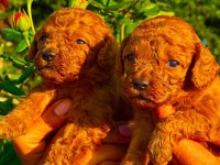 Toy poodle yavruları