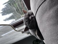 Ücretsiz british shorthair