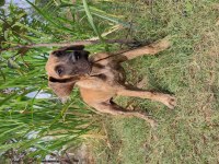 A Secereli Fcı Kıf Kayıtlı Danua