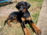 Aksiyon Severlere Doberman Yakışır